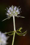 Fragrant eryngo